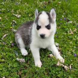 Hazel - Black and white female Siberian Husky puppy in Brunswick, Ohio from Blue Star Siberians
