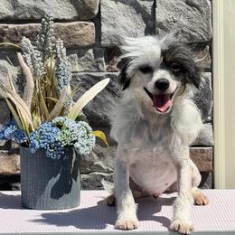 Gigi - Black and white female Chinese Crested puppy in Dunn, North Carolina from Coylety Kennel