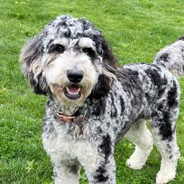 Roxy - Goldendoodle