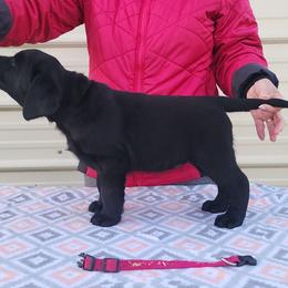 Pink-hotpink Girl - Black female Labrador Retriever puppy in Yelm, Washington from Prince Labradors