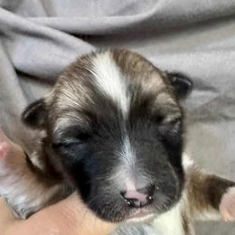 Freydis - Fawn and white female Icelandic Sheepdog puppy in Itasca, Illinois from Valheim Icelandics