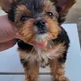 Yorkshire Terriers from Palaco Pups
