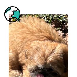 Shih Tzu Puppies from Shih-tzu Dynasty