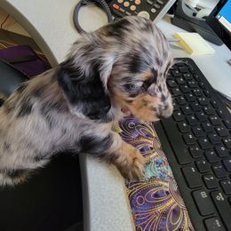 Dachshund Puppies from Hyder's Dachshunds
