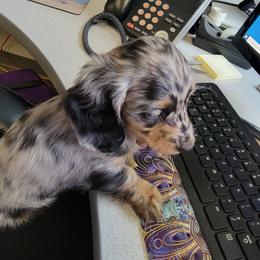 Dachshund Puppies from Hyder's Dachshunds