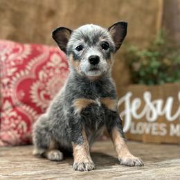 AKC Sunny - Blue female Australian Cattle Dog puppy in Chillicothe, Missouri from TLC Cattle dogs