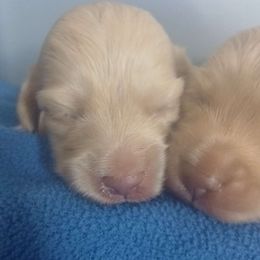 Girl 3 - Dachshund puppy from Nikas Baby Beanz LH Dachshunds