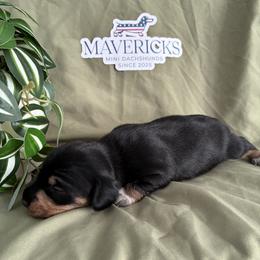 Twix - Black and tan female Dachshund puppy in Eastland, Texas from Mavericks Mini Dachshunds