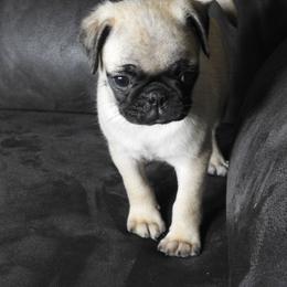 Sasha - Fawn female Pug puppy in Fall Creek, Wisconsin from Heartville Pugs
