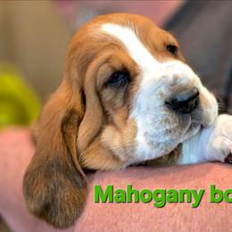 Mahogany boy - Mahogany and white male Basset Hound puppy in Flint, Michigan from Vehicle City's Great Danes, Bulldogs, and Cocker Spaniels