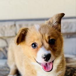 Coral-purple collar - Red female Pembroke Welsh Corgi puppy in Benjamin, Utah from Nuna’s  Corgis