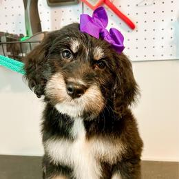 Nala (Purple) - female Golden Mountain Doodle puppy in Boiling Springs, South Carolina from OlliePups, LLC