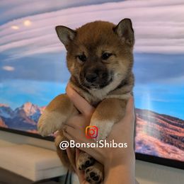 COPPER - Red female Shiba Inu puppy in Minnesota from BonsaiShibas