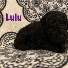 Cockapoo Puppies from Coco's Cocopuffs