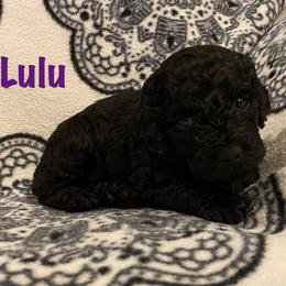 Cockapoo Puppies from Coco's Cocopuffs