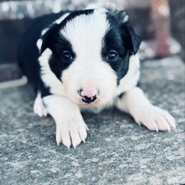 Navy - Black and white male Border Collie puppy in Minden, Iowa from Rocking N Registered Border Collies & Labradors
