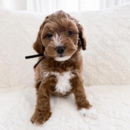 Gideon - Red male Cavapoo puppy in Ephrata, Washington from Mustard Seed Doodle Co.