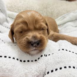Nancy - Apricot female Goldendoodle puppy in Twin Falls, Idaho from Magic Valley Family Doodles