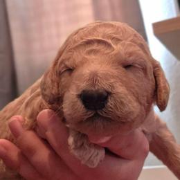 Cookie - Apricot male Double Doodle puppy in Oceanside, California from Strong Mountain Doodles