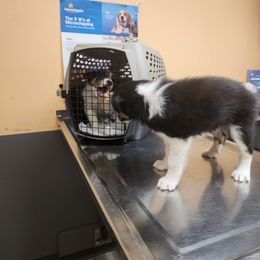 Border Collie Puppies from Cullins Collies