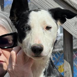 Ka'amaru - Black and white male Border Collie puppy in Canaan, New Hampshire from Henam Border Collies