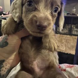Thistle - Fawn (isabella) and tan male Dachshund puppy in Hudson, Michigan from Mittentail Kennel Miniature Dachshunds & Australian Shepherds