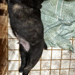 Cane Corso Puppies from Willow’s Meadow