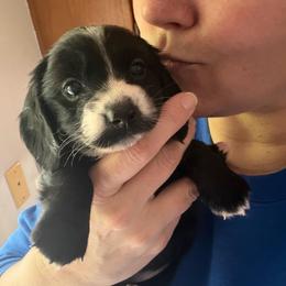 Hestia Full AKC Female 1 - Black female Dachshund puppy in Erie, Michigan from Champagne’s Grinch Toe’d Dachshunds