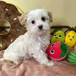 Beautiful Extreme White Blonde Parti Coloration Female - Parti female Yorkshire Terrier puppy in Benson, Arizona from Happy Tails Yorkies