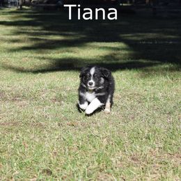 Australian Shepherd Puppies from Glacier Aussies