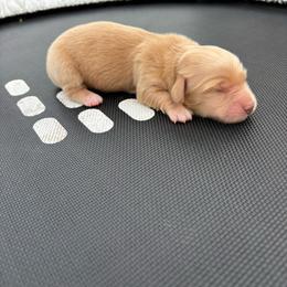 Blaze - Cream male Dachshund puppy in Hawley, Texas from Little e Dachshunds