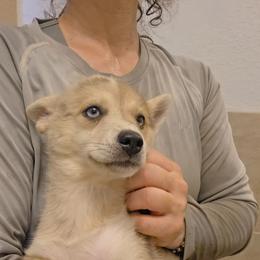 River - Merle female Pomsky puppy in Weir, Texas from Bluebonnet Pomskies