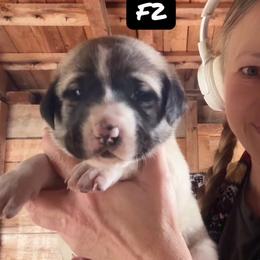 Female 2 - Biscuit and white female Anatolian Shepherd Dog puppy in Daggett, Michigan from T&S Anatolians