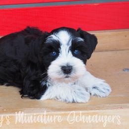 Boy 1 - Miniature Schnauzer puppy in Topeka, Kansas from Lovey's Miniature Schnauzers