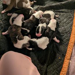 Boy 1 - White and tan male American Bulldog puppy in La Porte, Indiana from Slayton's American Bulldogs