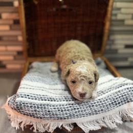 Purple - Cream female Poodle puppy in Twin Lake, Michigan from Paige's Poodles
