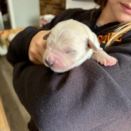 April - Light golden female Golden Retriever puppy in Jacksonville, Florida from River City Golden Retrievers