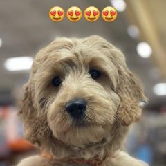 French Bulldog and Goldendoodle Puppies from The Pup Spot