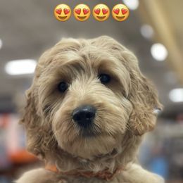 French Bulldog and Goldendoodle Puppies from The Pup Spot