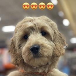 French Bulldog and Goldendoodle Puppies from The Pup Spot