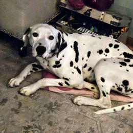 Nova - Dalmatian