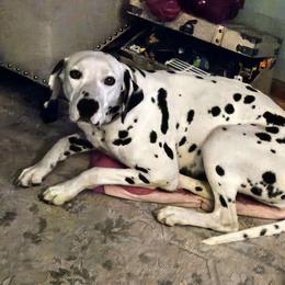 Nova - Dalmatian