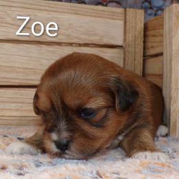 Zoe - Red female Lhasa Apso puppy in Jefferson, New York from Absolute Lhasa Love