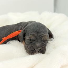 Girl 5 - Black and tan female Cavapoo puppy in Georgetown, Texas from Mc Doodles of Texas LLC