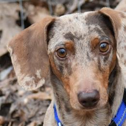 Freddie - Dachshund