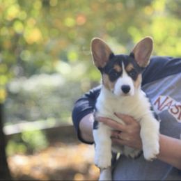 Girl 3 - Black and white female Cardigan Welsh Corgi puppy in Buskirk, New York from Hana-K’s Cardigan Welsh Corgis