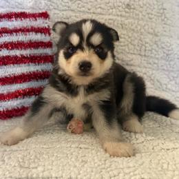 Lumi - Black and white female Siberian Husky puppy in London, Ohio from Rose Trail Siberian’s