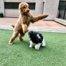 Poodle Puppies from Myka and Lisa’s Coast to Coast Poodles