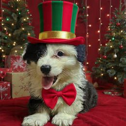 Nole - Black and tan male Pembroke Welsh Corgi puppy in Castle Rock, Washington from Heckman Corgis
