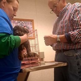 Joy pink collar - Chocolate merle female Bernedoodle puppy in Lafayette, Alabama from Williams Lake Doodles